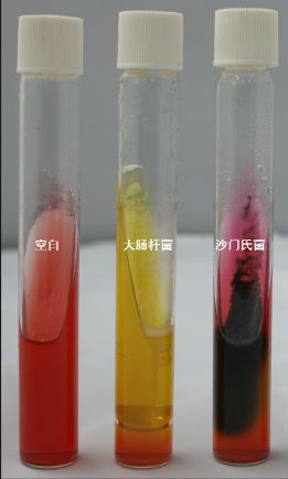 VRBA內(nèi)的紅色小菌落，有可能是沙門氏菌？