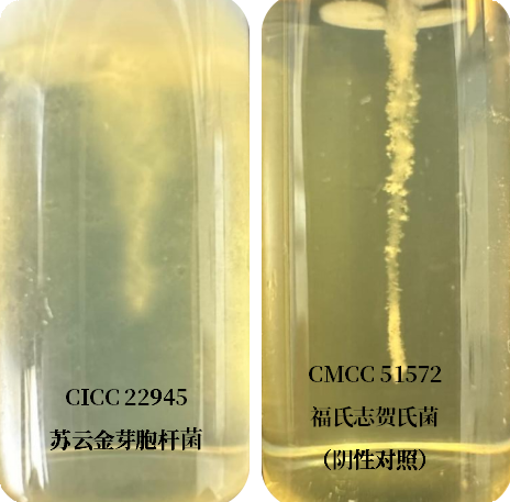 誰是芽胞桿菌中的“運(yùn)動(dòng)健將”? 誰是芽胞桿菌中的“運(yùn)動(dòng)健將”?